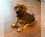 Small #3 Mutt