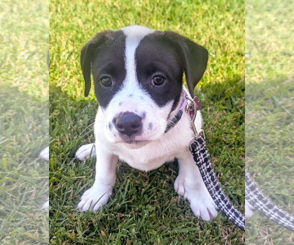 Medium Photo #5 American Staffordshire Terrier-Unknown Mix Puppy For Sale in Corona, CA, USA