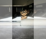 Puppy 5 Yorkshire Terrier