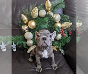 French Bulldog Puppy for sale in TAMPA, FL, USA
