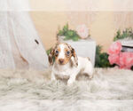 Small Photo #5 Dachshund Puppy For Sale in WARSAW, IN, USA