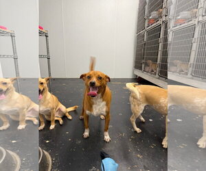 Porthos - Male Rat Terrier-Unknown Mix Dog for Adoption - Photo #2