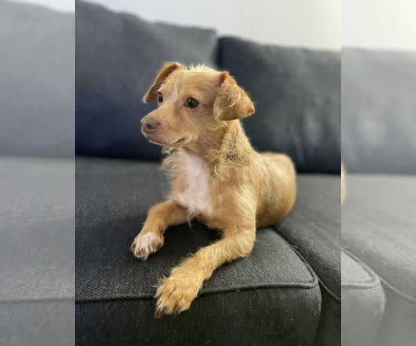 Medium Photo #4 Mutt Puppy For Sale in Milpitas, CA, USA