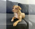 Small #3 Mutt