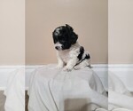 Puppy Puppy 1 Havanese-Poodle (Toy) Mix