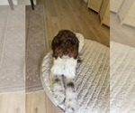 Small Goldendoodle
