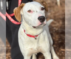 Toby - Male Mutt Dog for Adoption - Photo #7