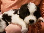 Small Photo #4 Newfoundland Puppy For Sale in ALSEN, SD, USA