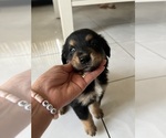 Small Photo #1 Australian Retriever Puppy For Sale in TAMPA, FL, USA
