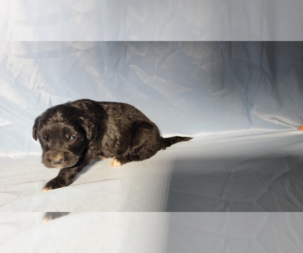 Medium Photo #10 Golden Mountain Dog Puppy For Sale in BLACK FOREST, CO, USA