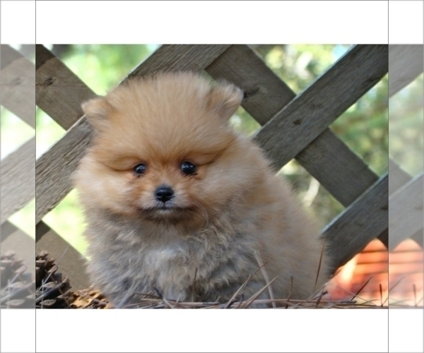 Medium Photo #9 Pomeranian Puppy For Sale in BOCA RATON, FL, USA