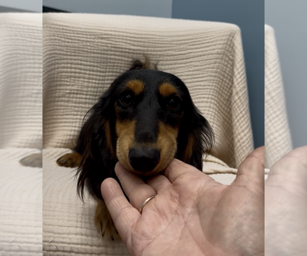 Medium Photo #1 Dachshund Puppy For Sale in Weston, FL, USA