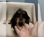 Small Dachshund