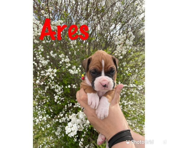 Medium Photo #3 Boxer Puppy For Sale in CLAYTON, DE, USA