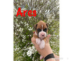 Small Photo #3 Boxer Puppy For Sale in CLAYTON, DE, USA
