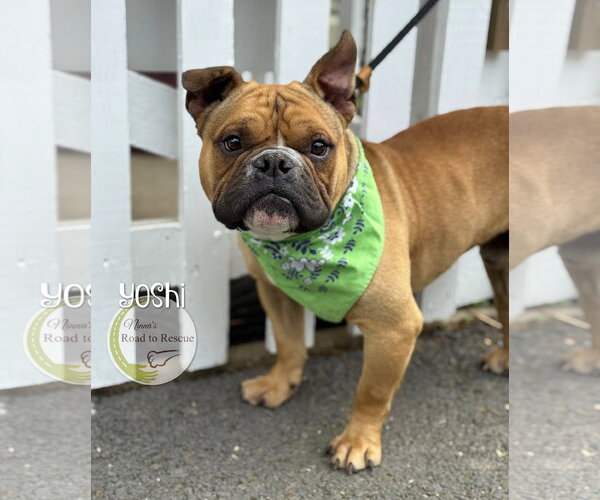 Medium Photo #2 American Bulldog-French Bulldog Mix Puppy For Sale in Benton, LA, USA