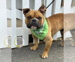 Small #1 American Bulldog-French Bulldog Mix