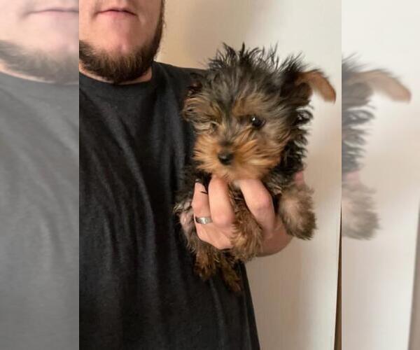 Medium Photo #1 Yorkshire Terrier Puppy For Sale in MCMINNVILLE, TN, USA