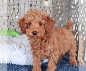 Poodle (Miniature) Puppy for sale in MOUNT VERNON, OH, USA