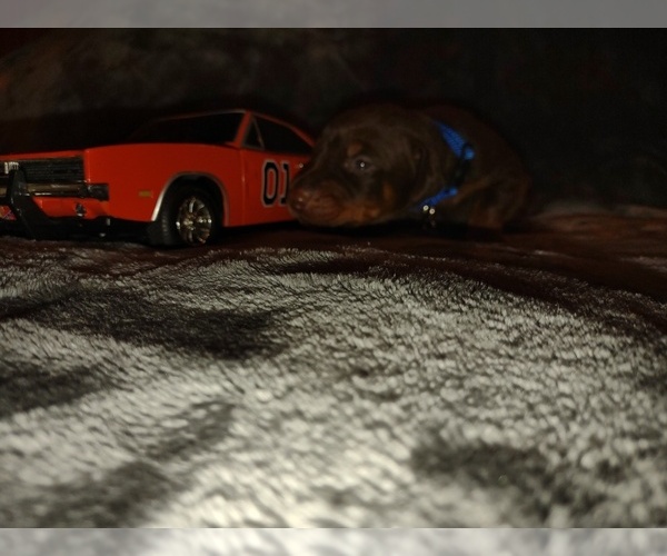 Medium Photo #10 Doberman Pinscher Puppy For Sale in BENTON, KY, USA