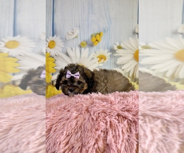 Medium Photo #4 ShihPoo Puppy For Sale in RIPLEY, MS, USA