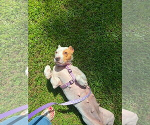 American Pit Bull Terrier-Unknown Mix Dogs for adoption in Holly Springs, NC, USA