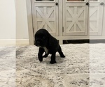 Small Photo #10 Cocker Spaniel Puppy For Sale in LAS CRUCES, NM, USA