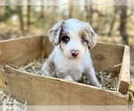 Small Photo #9 Bordoodle Puppy For Sale in GUTHRIE, OK, USA