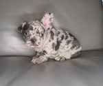 Small Photo #5 French Bulldog Puppy For Sale in PORT READING, NJ, USA