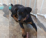 Small Photo #2 Rottweiler Puppy For Sale in LA CENTER, WA, USA