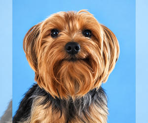 Father of the Yorkshire Terrier puppies born on 08/25/2026