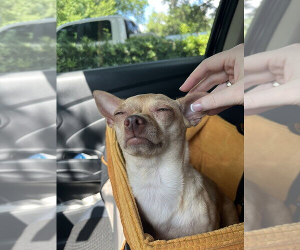 Medium Photo #3 Chihuahua Puppy For Sale in oakland, FL, USA