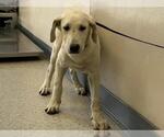 Small Labrador Retriever Mix