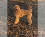 Small Photo #1 Pyredoodle Puppy For Sale in DOVER, MO, USA