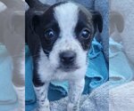 Small Photo #1 Border Collie-Spaniel Mix Puppy For Sale in Alexander, AR, USA