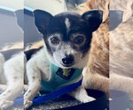 Small Chihuahua Mix