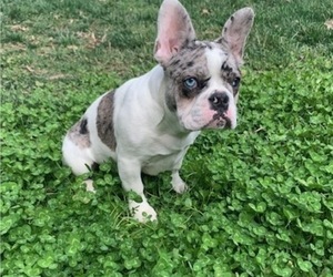 French Bulldog Puppy for sale in HIGH POINT, NC, USA