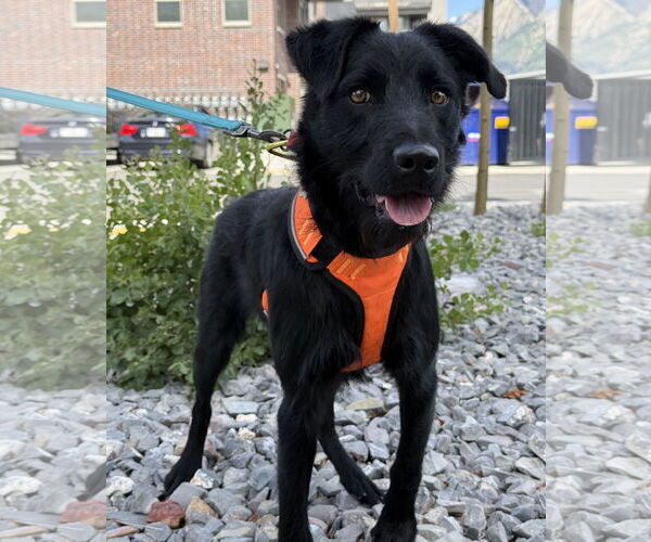 Medium Photo #4  Puppy For Sale in , 
