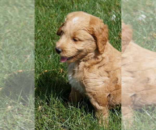 Medium Photo #6 Goldendoodle (Miniature) Puppy For Sale in MILLERSBURG, OH, USA