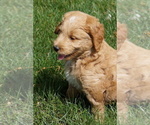 Small #5 Goldendoodle (Miniature)