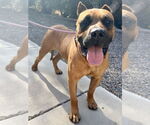 Small #2 Presa Canario