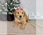 Small #4 Golden Retriever