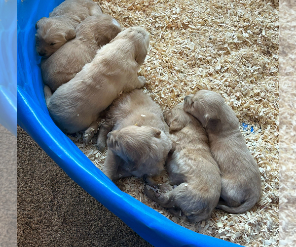 Medium Photo #6 Golden Retriever Puppy For Sale in COLUMBUS, IN, USA