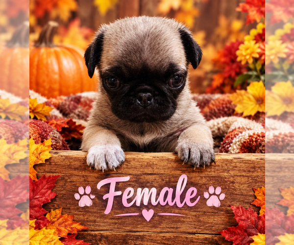 Medium Photo #2 Pug Puppy For Sale in CHEYENNE, WY, USA