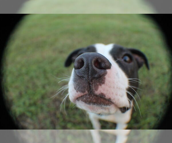 Medium Photo #4 Boston Terrier-Unknown Mix Puppy For Sale in Sanford, FL, USA