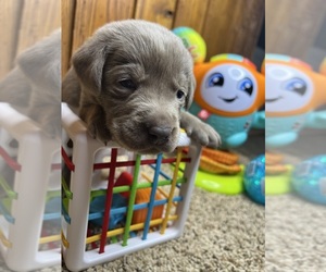 Labrador Retriever Puppy for sale in NEOLA, WV, USA