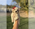 Puppy Puppy 1 Goldendoodle (Miniature)