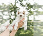 Small Photo #38 Goldendoodle (Miniature) Puppy For Sale in FREDERICA, DE, USA