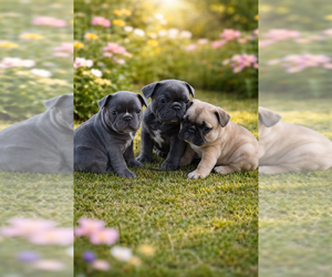 French Bulldog Litter for sale in CHINO, CA, USA