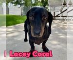 Small #9 Dachshund